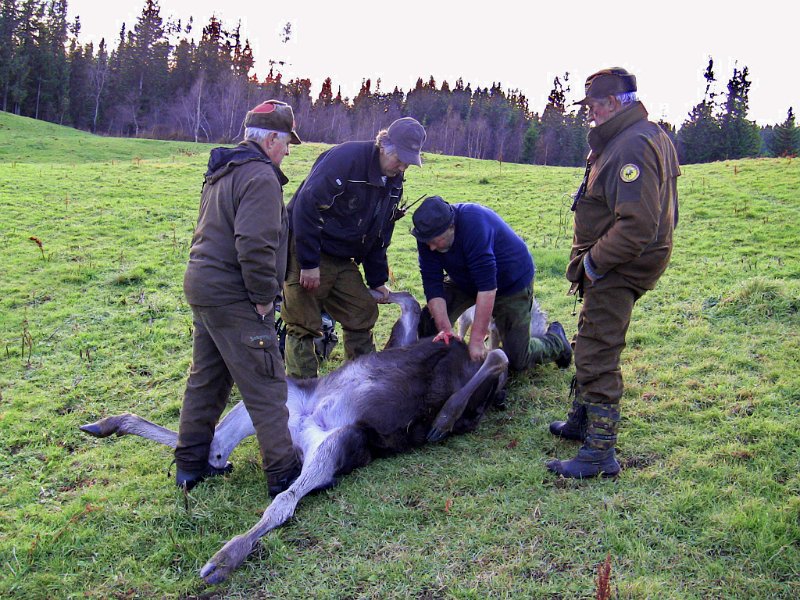 Img_0179.jpg - Her er Jens, Stein, Trygve og Jostein i gang med utvomming av kalven