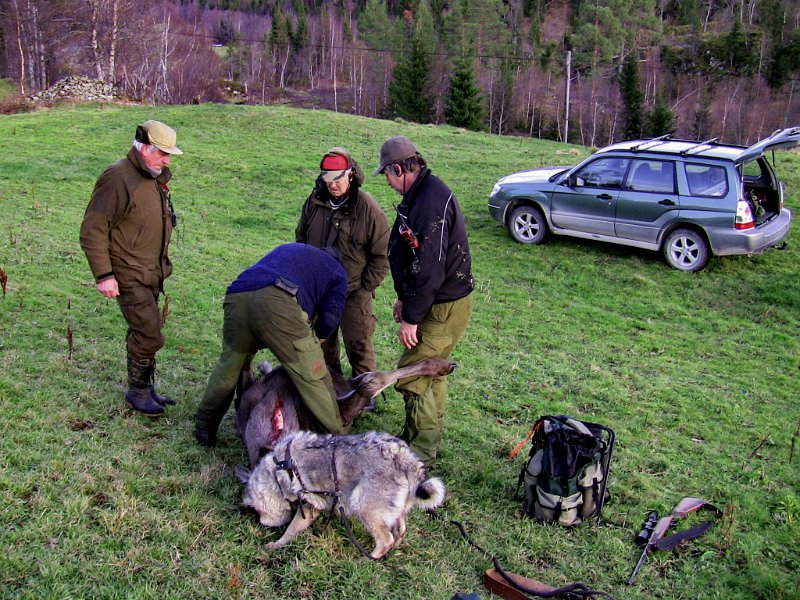 Img_0180.jpg - Det ble tre elger på Indre Venna Elgjaktlag siste dag i elgjakta 2009
