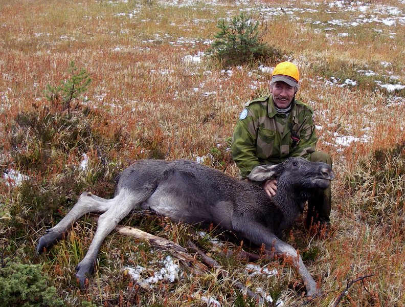 Imgp1890.jpg - Stein felte en kalv på Lomtjønnkjølen