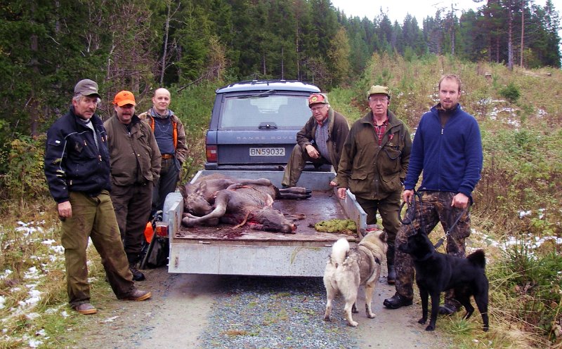 Imgp1930.jpg - Kalvene er lastet opp på tilhengeren. Skytter Stein, Frode, Henrik, Odd, Jostein og Torgeir. Hundene er Troja og Teo