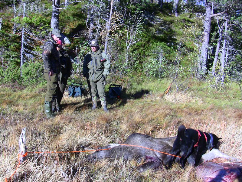 IMG_0474.JPG - Kviga er utvomma og klar for frakting. Torgeir, Jens og Stein. Svarthunden er Teo