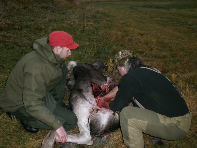 003.JPG - Marius felte en kalv nedunder Kattåsen. Sammen med Frode ble den utvommet før utfrakt