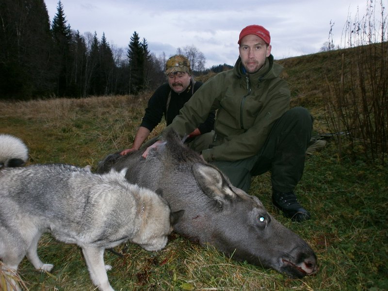 004.JPG - Troja, Frode og Marius med kalven 