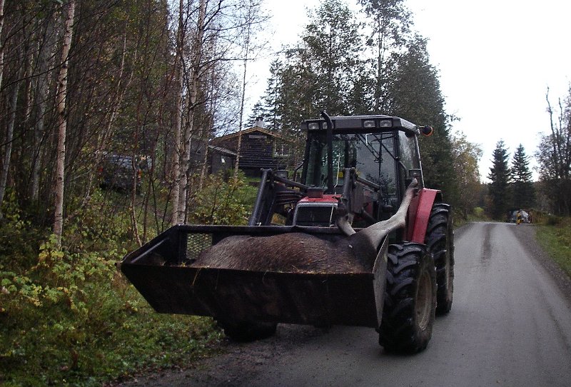 IMGP2076.JPG - Siste reis i framskuffa på ein traktor vart skjebnen for ei 160 kg ku