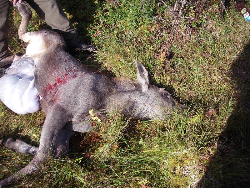 IMGP2083.JPG - Utvomming pågår