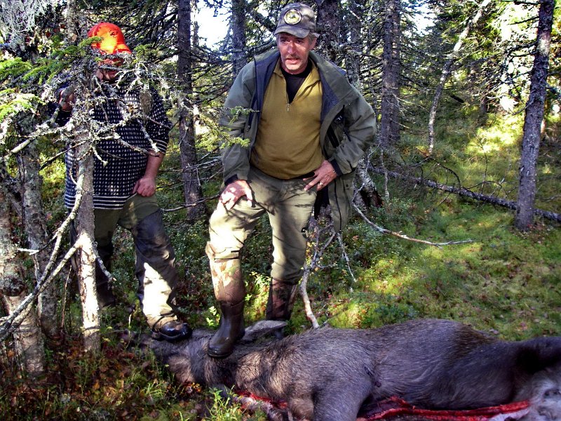 IMGP2088.JPG - Stein felte ei kvige på Ytre Nonshaugkjølen