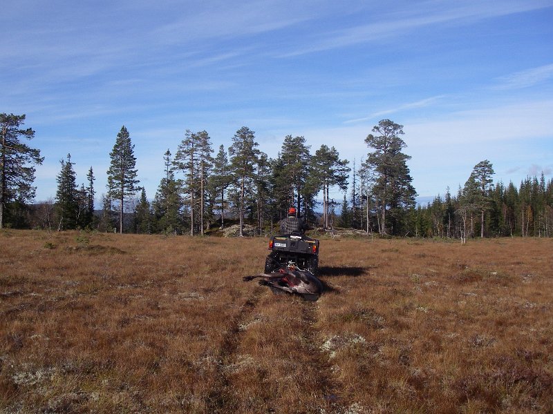 IMGP2091.JPG - Så bars det ivei over myra med kviga på slep etter sekshjulingen