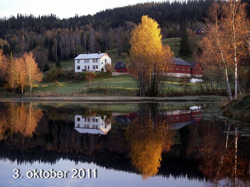 IMGP2094.JPG - På ei dryg uke har bjørkskogen i Snustad skiftet farge