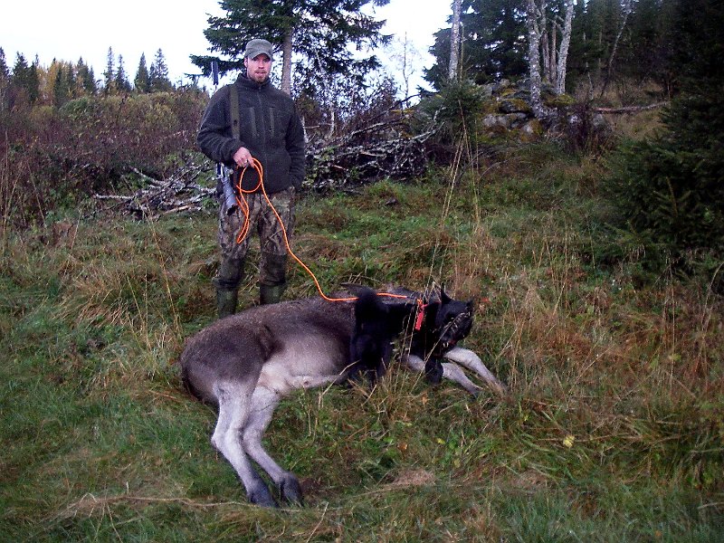 IMGP2103.JPG - Torgeir delte en piggokse ved Volden Nedre