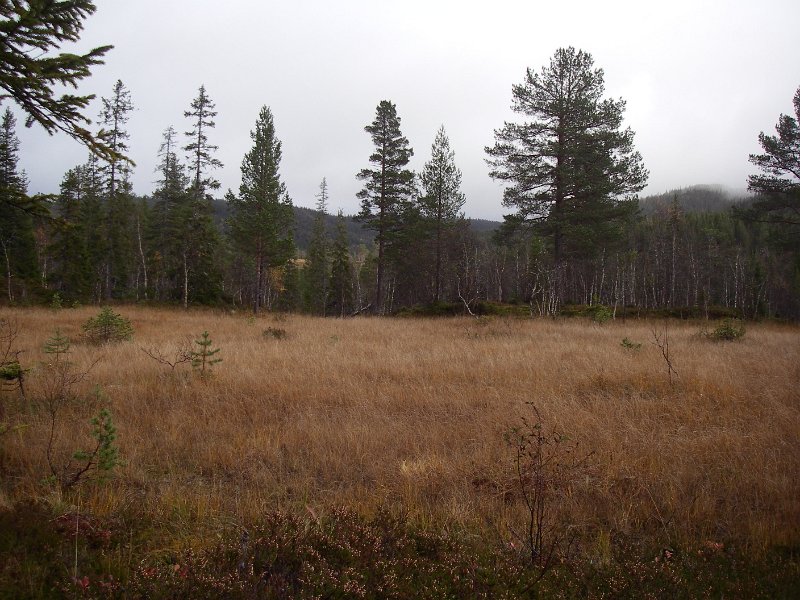 IMGP2113.JPG - Høst i Griskollmyra