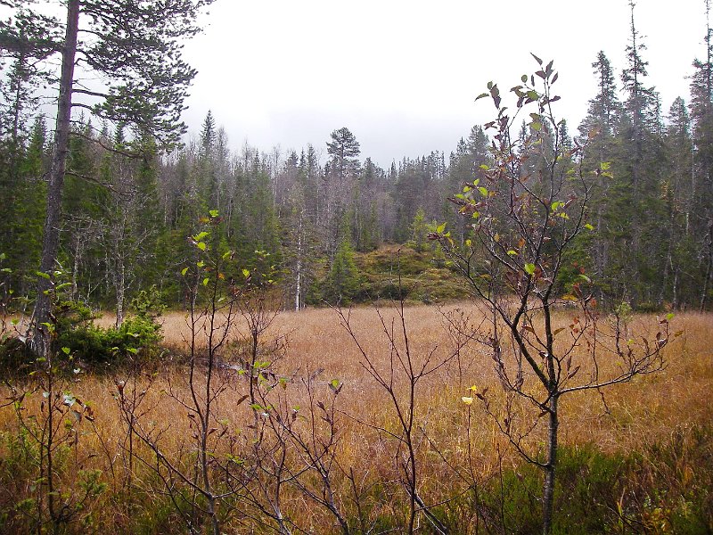 IMGP2114.JPG - På post i Øvre Griskollmyra