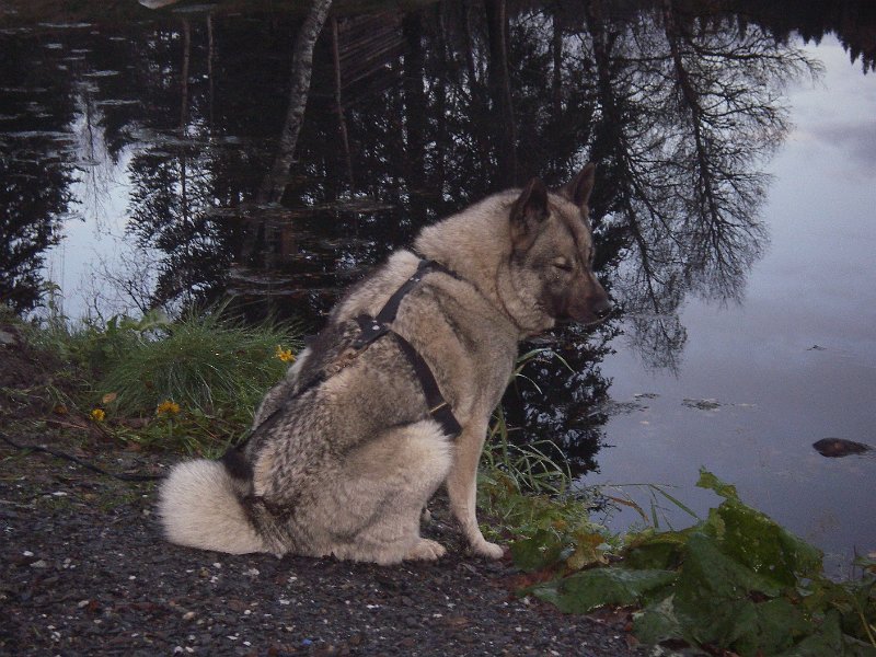 IMGP2122.JPG - Tinka, - elghunden hass Agnar Reinås