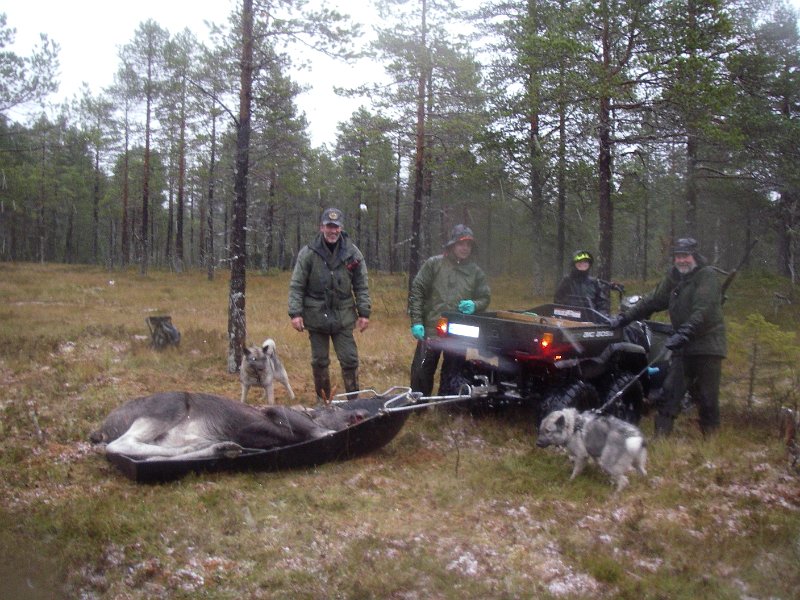 IMGP2134.JPG - Været var litt ruskete denne dagen. Eline svikter ikke når det gjelder å hente elg.