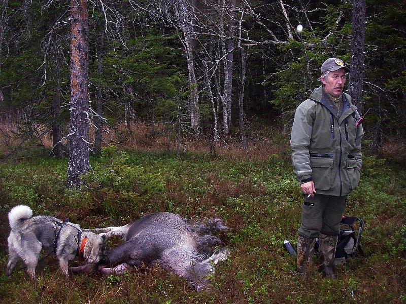 IMGP2140.JPG - Avslutninga på elgjakta 2011 ble at Stein felte en kalv på Ytre Damtjønnkjøl.