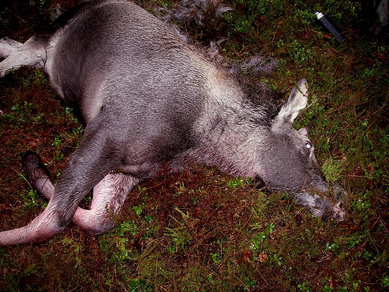 IMGP2141.JPG - Kalvfall