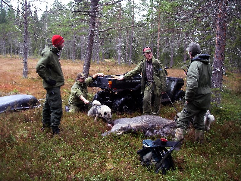 IMGP2145.JPG - Marius, Frode, Troja, Agnar, Tinka og Stein er klare for å få kalven i Alaskapulken