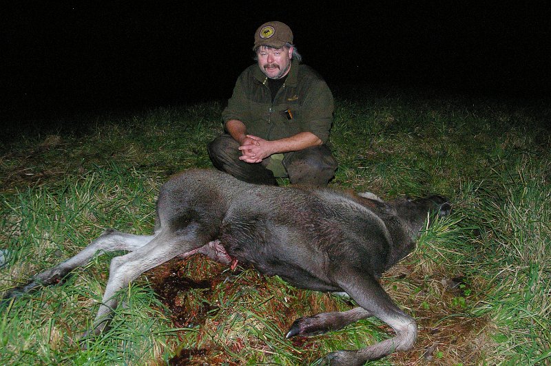 IMGP6337.JPG - Frode felte en kalv seint en ettermiddag ved Lauvdalsgrinda