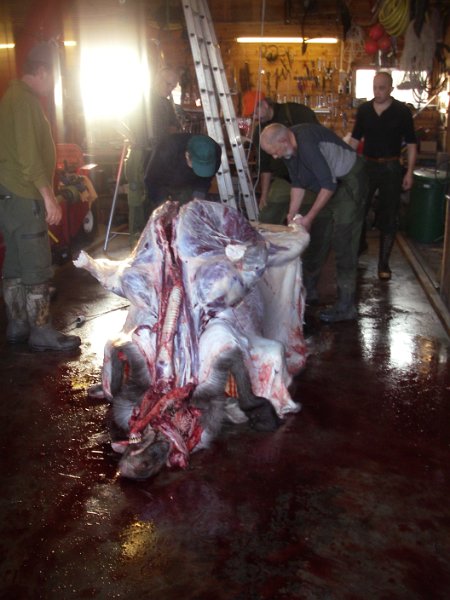 Imgp2078.jpg - Vognbua i Snustad Nedre fungerer som slakteri i elgjakta