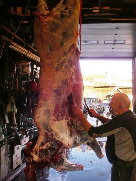 Imgp2080.jpg - Trygve foretar litt finpuss på kuslaktet
