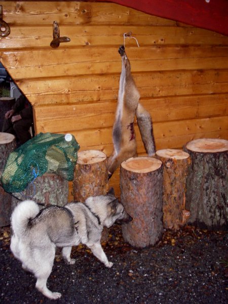 Imgp2108.jpg - Torgeirfelte en rev på åte ved Snustaddammen