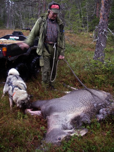 Imgp2147.jpg - Agnar konstaterer en flott kalv