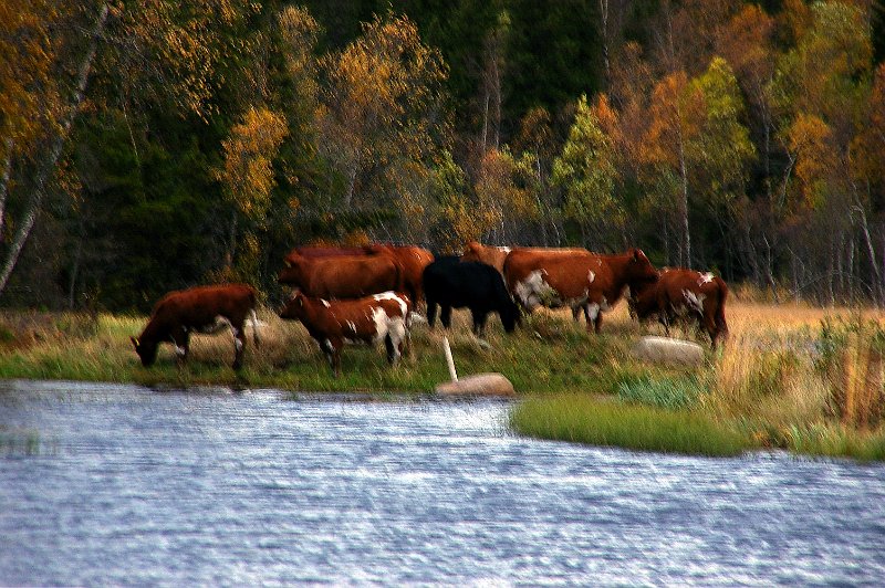 IMGP6724.JPG - 10 kyr ute på øya