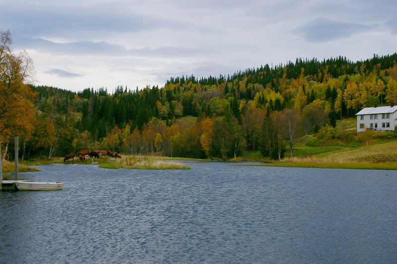 IMGP6726.JPG - Krøttera hass Trygve hadde samla seg på den ene øya ute i Snustaddammen