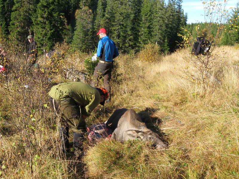 IMG_2886.JPG - Frode og Marius har vomma ut kalven