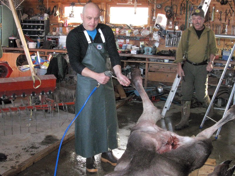 IMG_2895.JPG - Moderne flåmetode; - "Air Skinning". Trykkluft brukes for å løsne skinnet. Legg merke til formen på låra.  Henrik med trykkluftpistolen, og Stein bivåner.