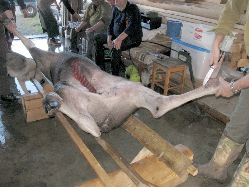 IMG_2896.JPG - Men kniven må fortsatt brukes for å få gjort skrotten skinnlaus.