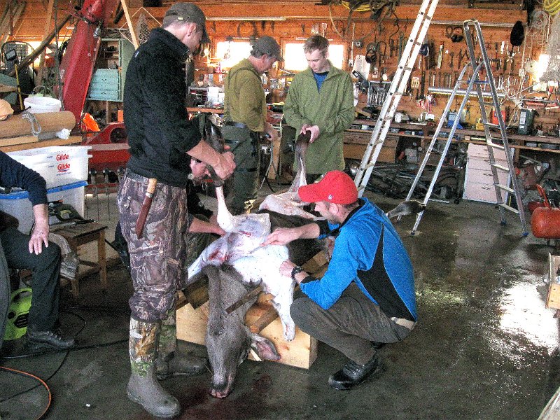 IMG_2898.JPG - Kalven er kommet på benken, flåere er Bjørn, Stein, Fredrik og Marius, og omtrent halve skinnet er løsnet fra skrotten