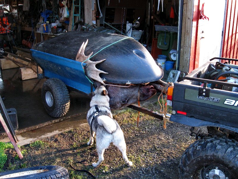 IMG_2929.JPG - Piggoksen fikk låne litt mektigere hopepynt under frakta fram til Snustad