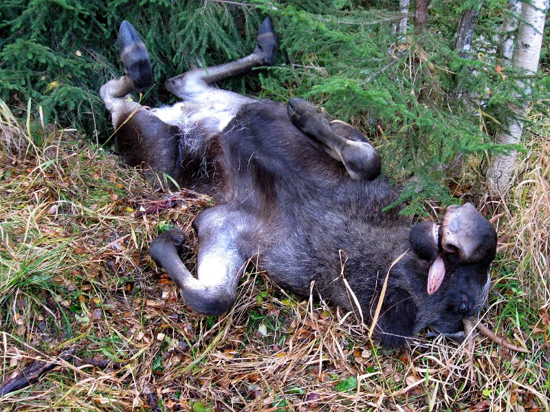 IMG_2944.JPG - Sjuspiringeen var en 2,5-åring med ei slaktevekt på ca. 180 kg.