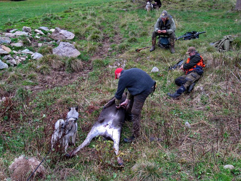 IMG_2964.JPG - Marius i gang med utvomming av kalven