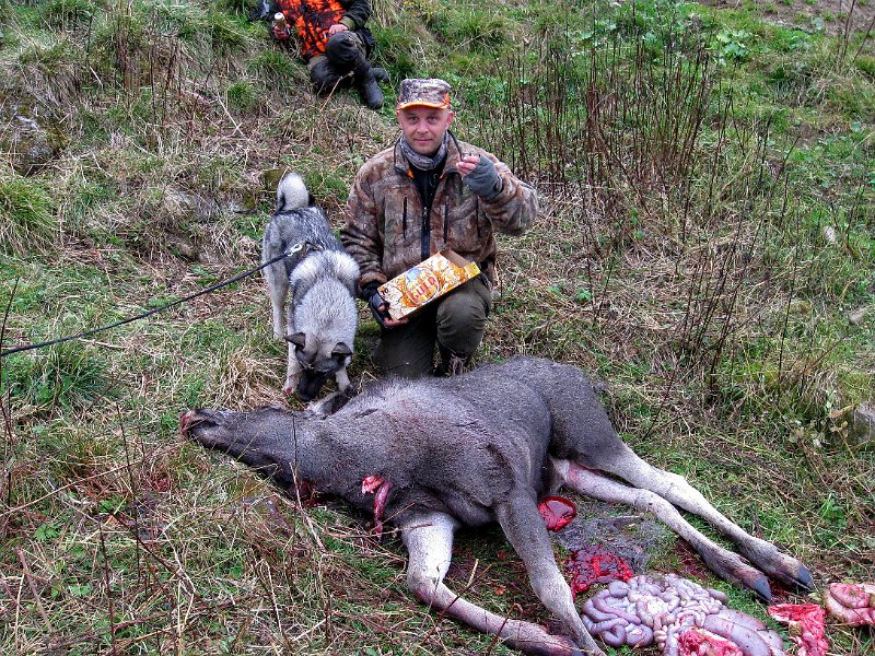 IMG_2968.JPG - Henrik felte en kalv i Viken på lørdag