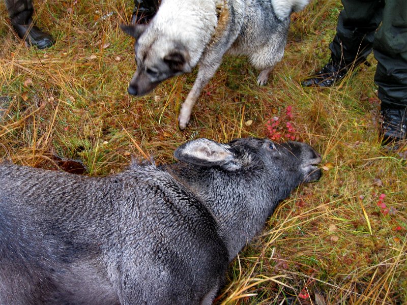 IMG_2981.JPG - Troja og kalven