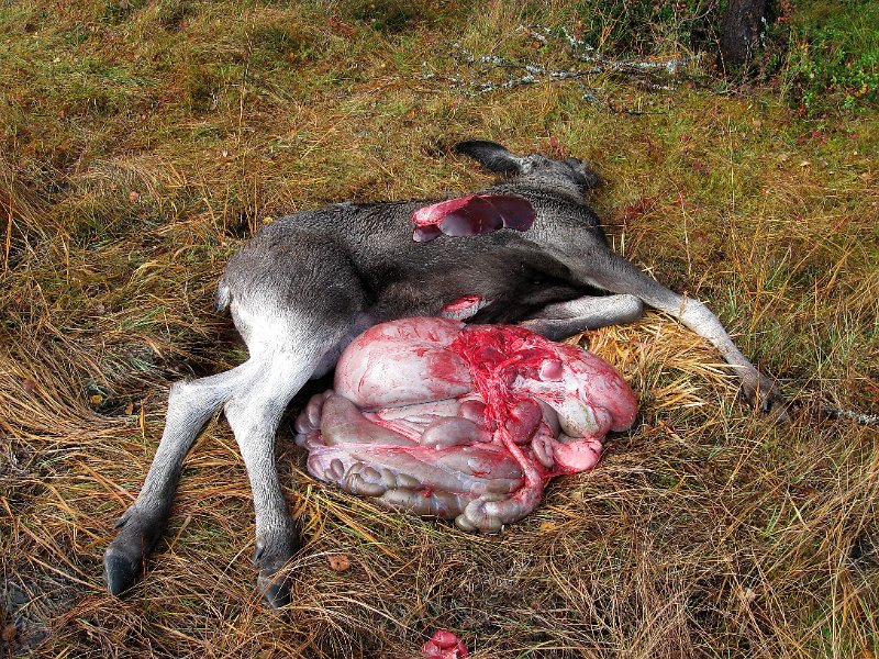 IMG_2989.JPG - Levra er tatt vare på for å brukes