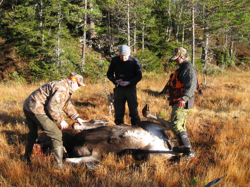 IMG_3013.JPG - Tor har funnet fram bukåpnarkniven
