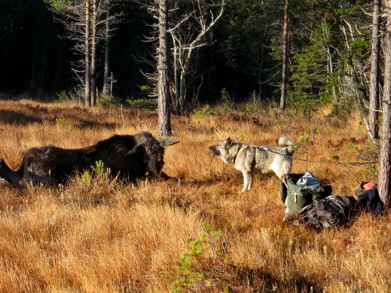 IMG_3020.JPG - Troja passer kviga