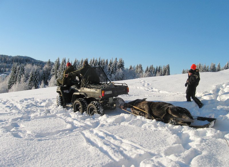 IMG_3046.JPG - Stein og Marius som ballast fikk frakta ku innover fra Sneisen til Snustad