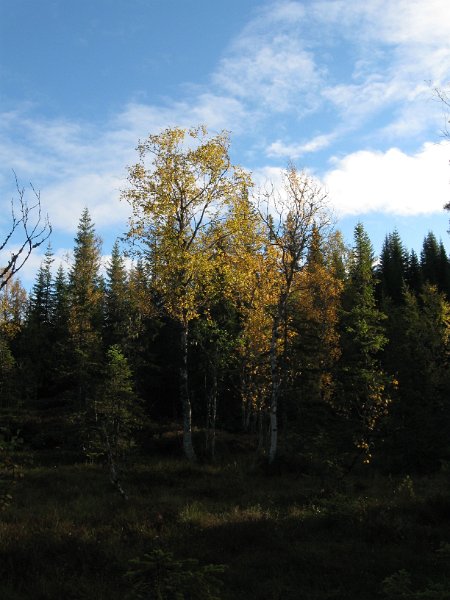 Img_2872.jpg - Bjørklauvet har begynt å få gul farge