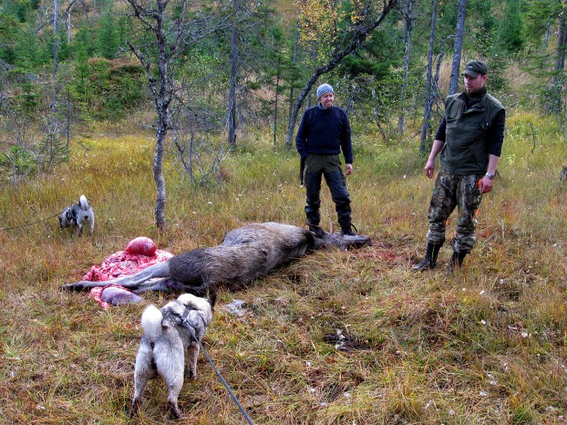 Img_2910.jpg - Torgeir felte en piggokse nordøst for Indre Nonshaugkjølen 2. okt.
