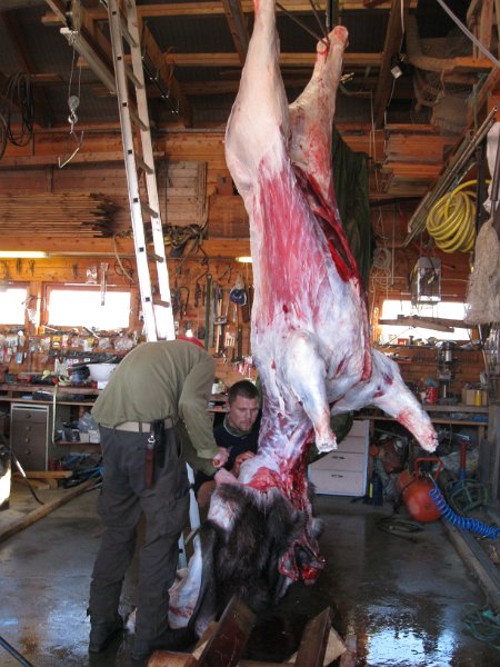 Img_2959.jpg - Marius og Bjørn har snart rivvi skinnet tå oksen