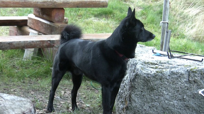 Teo.jpg - Teo var også med på elgskankkastinga