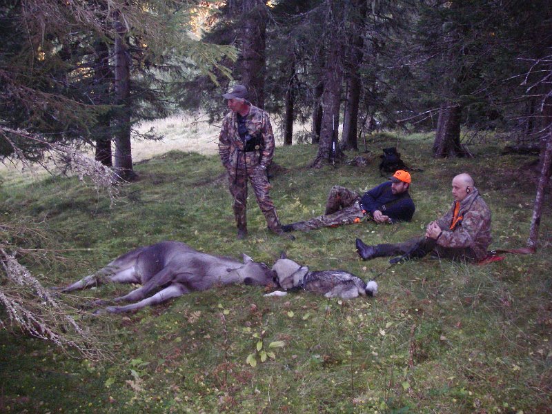 IMGP2177.JPG - Henrik felet en kalv i Vollamarka 2. okt. Stein, Torgeir, Teo og Tyra sammen med skytteren på fallet.