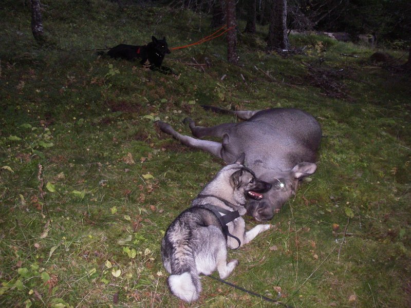 IMGP2178.JPG - Tya Teo og elgkalven