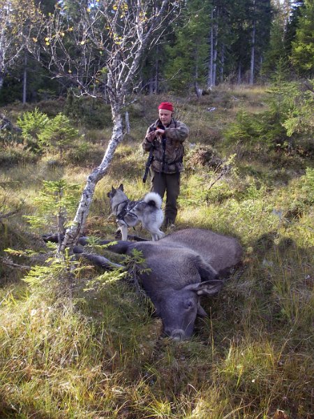 IMGP2191.JPG - Ei kvige va innom 'n Stein og fikk sæ litt medfart av et par 375 H&H-kula før den kom te 'n Odd som terminerte flukten etter ca. 100 m. Henrik og Tyra bak elgen