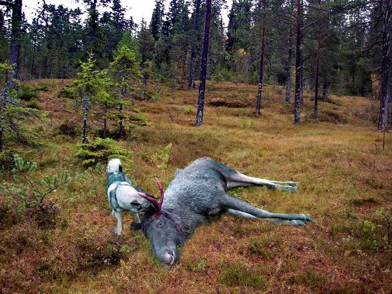 IMGP2196_a.jpg - Tyra snuser på elgoksen