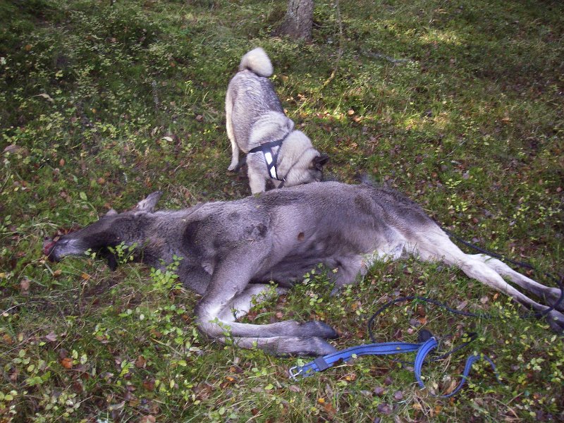 IMGP2203.JPG - Troja og årets sesongens site elgfall for Indre Venna Elgjaktlag