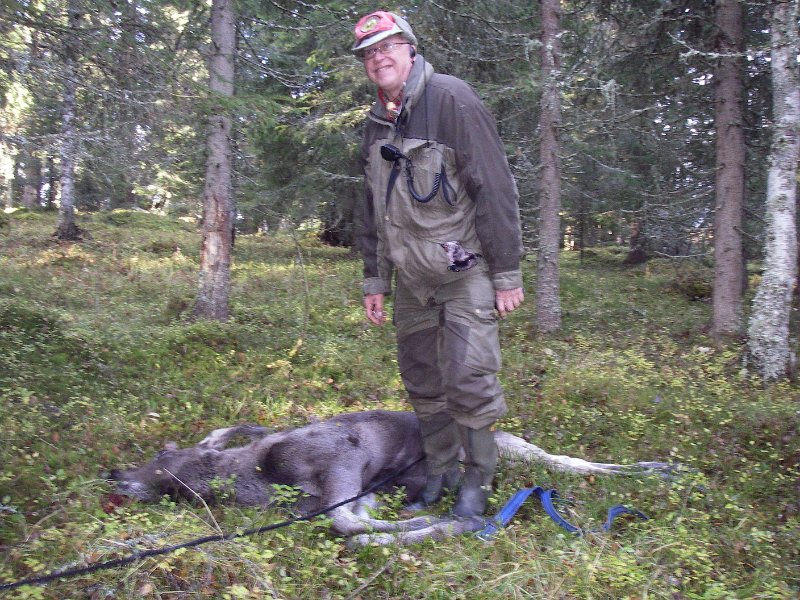 IMGP2205.JPG - Odd ble den som felte årets siste elg i elgjakta 2013, - en kalv i utmarka på Snustad